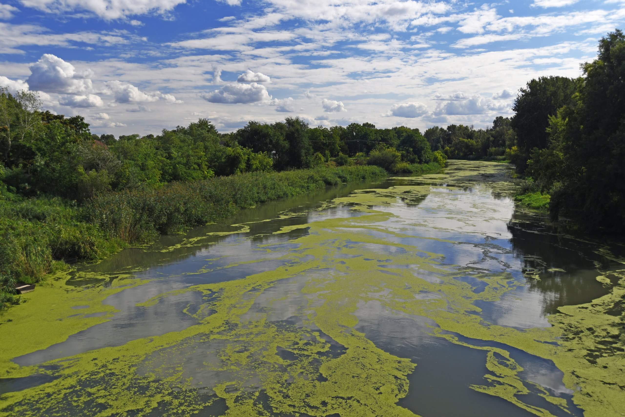 Nutrient Pollution: 7 of Wales’ 9 Most Protected Rivers Failing Phosphate Targets
